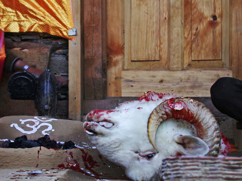 36 Ritual sacrifice
